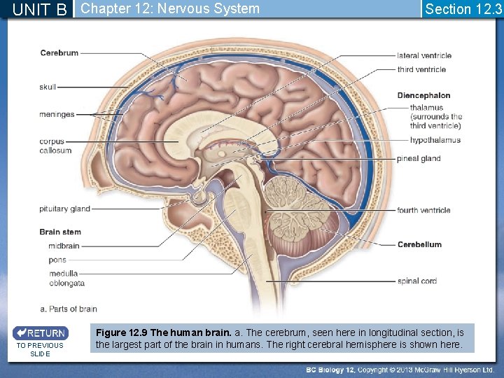 UNIT B Chapter 12: Nervous System TO PREVIOUS SLIDE Section 12. 3 Figure 12.