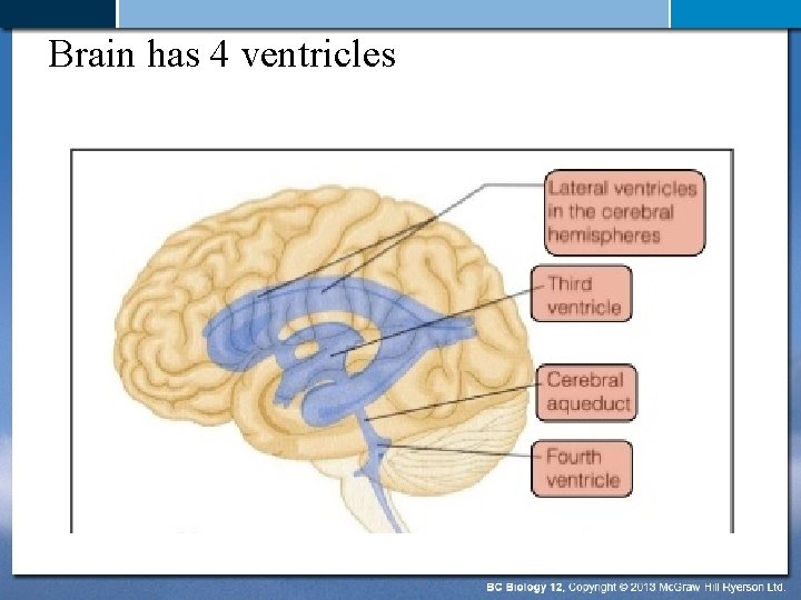 Brain has 4 ventricles 
