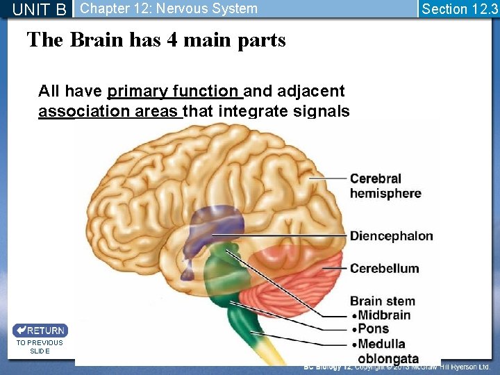 UNIT B Chapter 12: Nervous System The Brain has 4 main parts All have