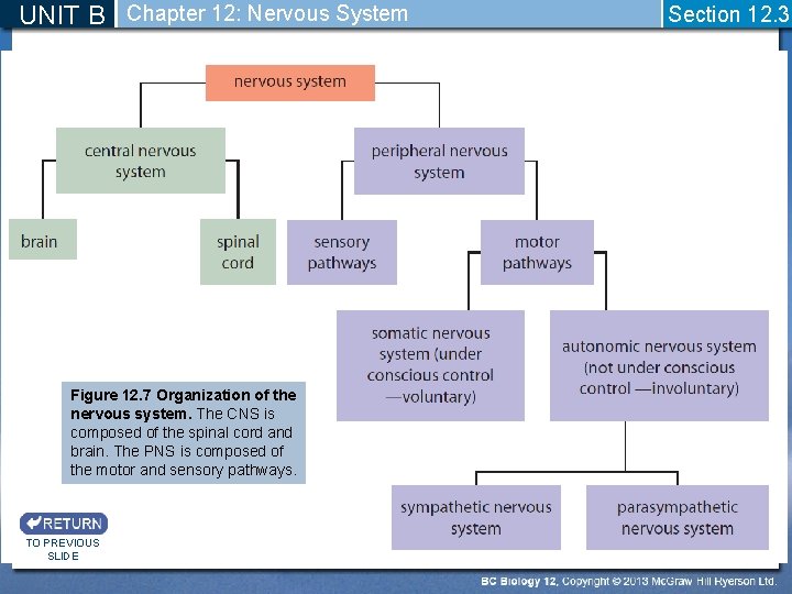 UNIT B Chapter 12: Nervous System Figure 12. 7 Organization of the nervous system.