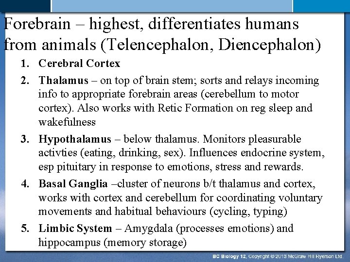Forebrain – highest, differentiates humans from animals (Telencephalon, Diencephalon) 1. Cerebral Cortex 2. Thalamus