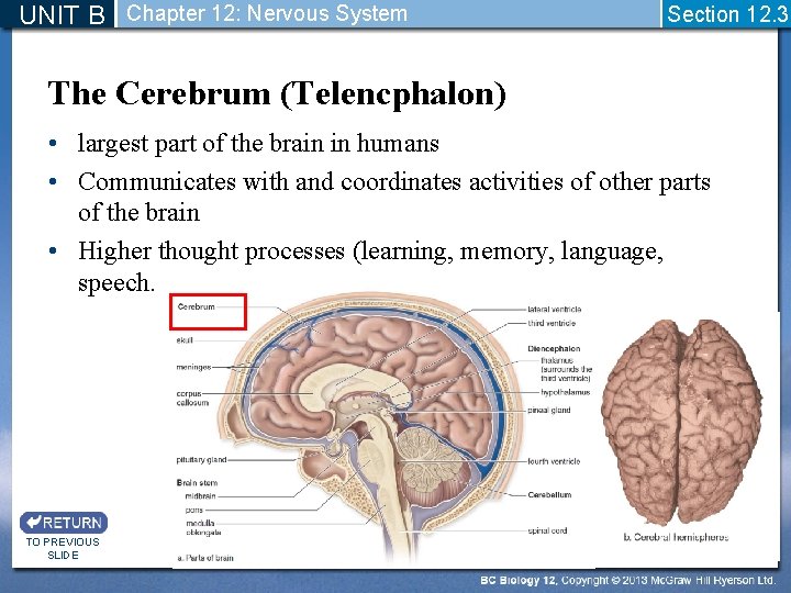 UNIT B Chapter 12: Nervous System Section 12. 3 The Cerebrum (Telencphalon) • largest