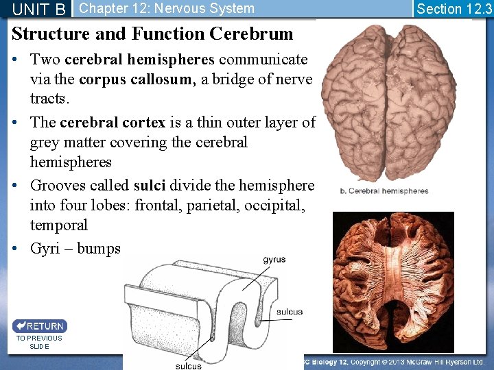 UNIT B Chapter 12: Nervous System Structure and Function Cerebrum • Two cerebral hemispheres