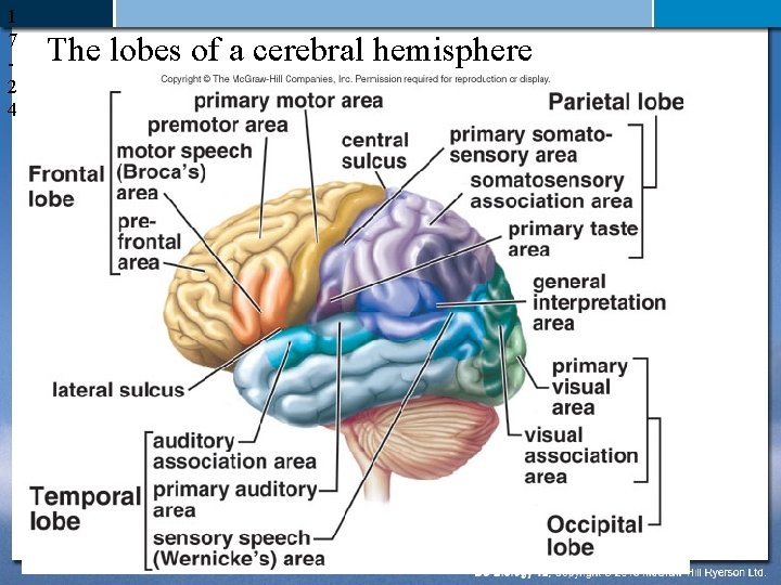 1 7 2 4 The lobes of a cerebral hemisphere 