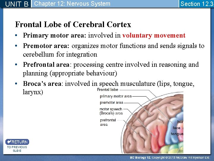 UNIT B Chapter 12: Nervous System Section 12. 3 Frontal Lobe of Cerebral Cortex