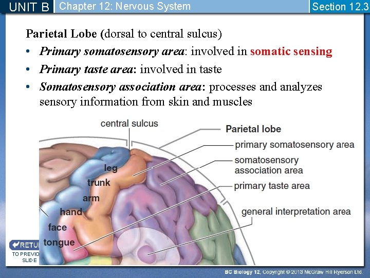 UNIT B Chapter 12: Nervous System Section 12. 3 Parietal Lobe (dorsal to central