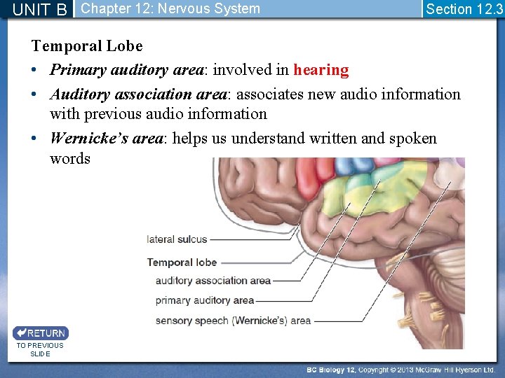 UNIT B Chapter 12: Nervous System Section 12. 3 Temporal Lobe • Primary auditory