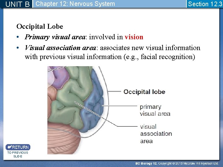 UNIT B Chapter 12: Nervous System Section 12. 3 Occipital Lobe • Primary visual