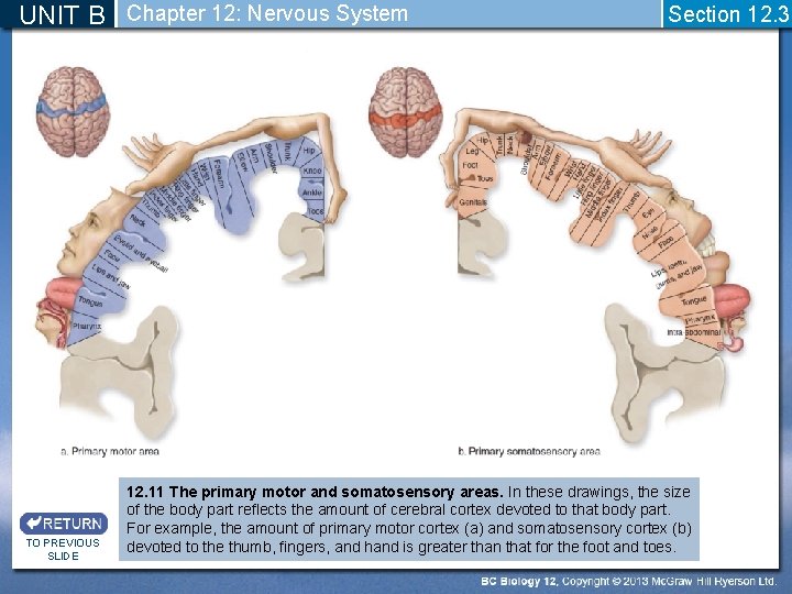 UNIT B Chapter 12: Nervous System TO PREVIOUS SLIDE Section 12. 3 12. 11