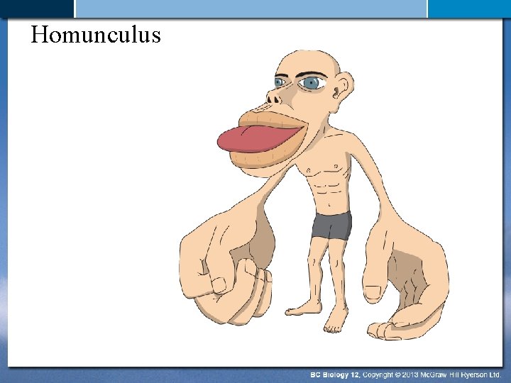 Homunculus 