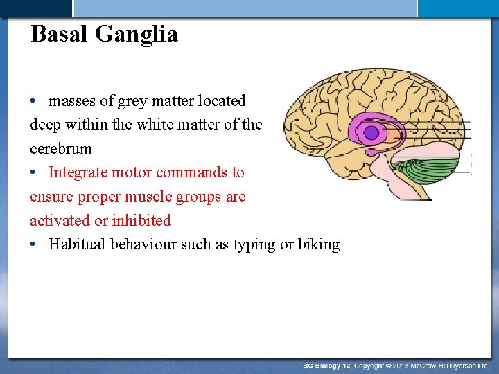 Basal Ganglia • masses of grey matter located deep within the white matter of