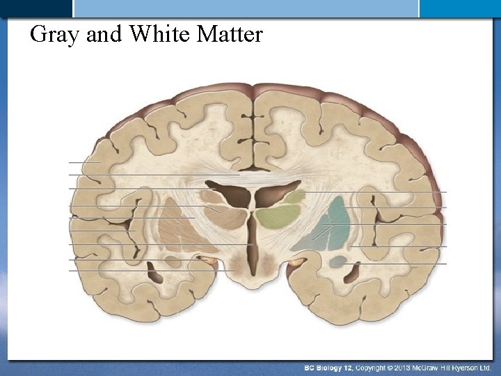 Gray and White Matter 