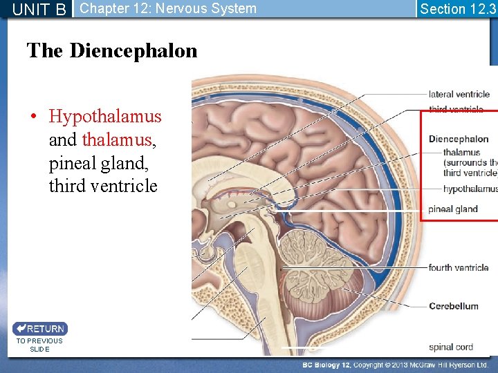 UNIT B Chapter 12: Nervous System The Diencephalon • Hypothalamus and thalamus, pineal gland,