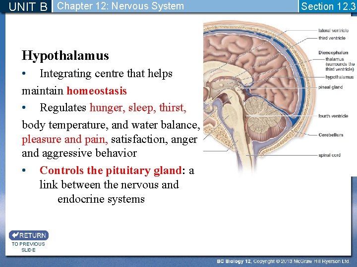 UNIT B Chapter 12: Nervous System Hypothalamus • Integrating centre that helps maintain homeostasis