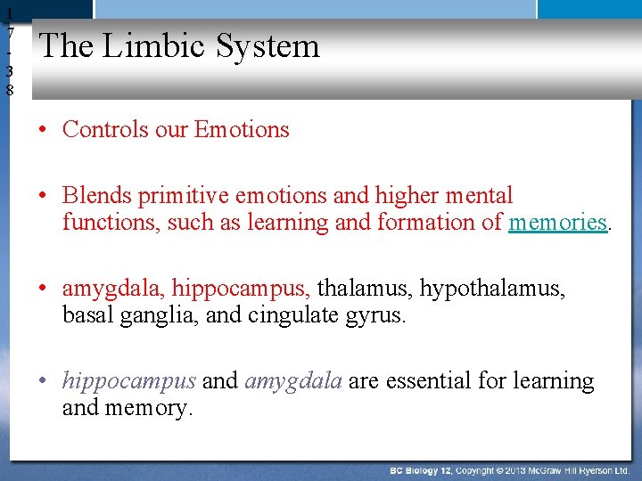 1 7 3 8 The Limbic System • Controls our Emotions • Blends primitive