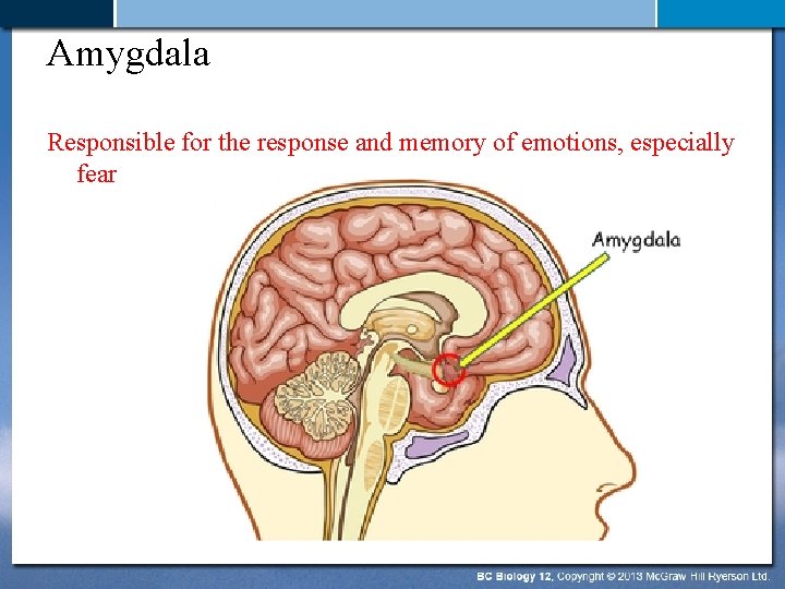 Amygdala Responsible for the response and memory of emotions, especially fear 