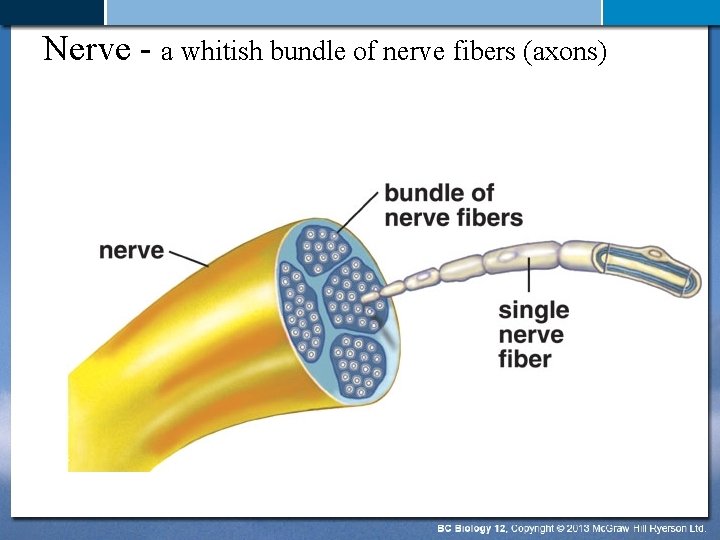 Nerve - a whitish bundle of nerve fibers (axons) 