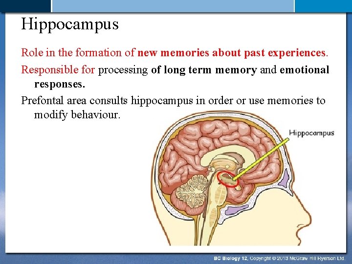 Hippocampus Role in the formation of new memories about past experiences. Responsible for processing