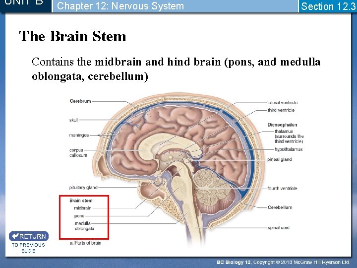 UNIT B Chapter 12: Nervous System Section 12. 3 The Brain Stem Contains the