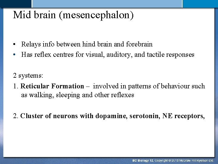 Mid brain (mesencephalon) • Relays info between hind brain and forebrain • Has reflex