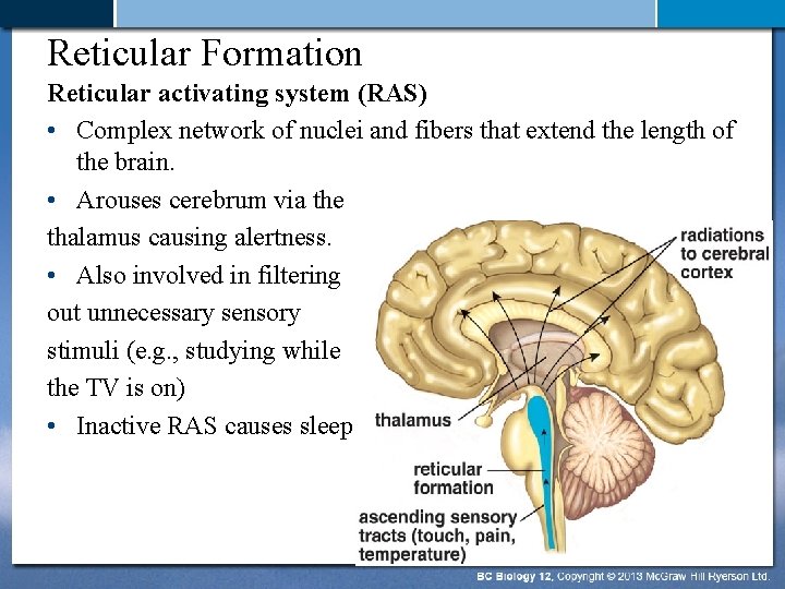 Reticular Formation Reticular activating system (RAS) • Complex network of nuclei and fibers that