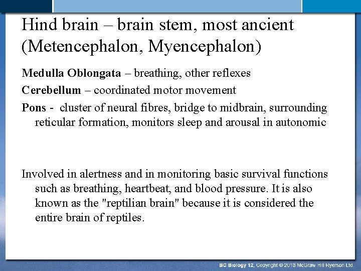 Hind brain – brain stem, most ancient (Metencephalon, Myencephalon) Medulla Oblongata – breathing, other