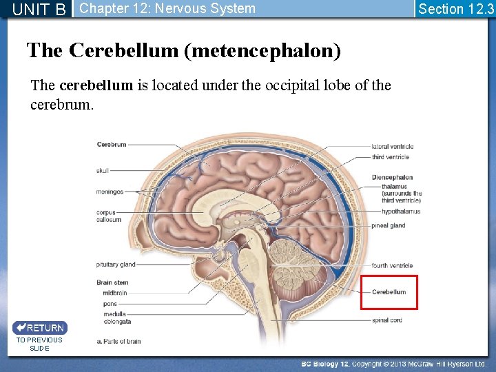 UNIT B Chapter 12: Nervous System The Cerebellum (metencephalon) The cerebellum is located under