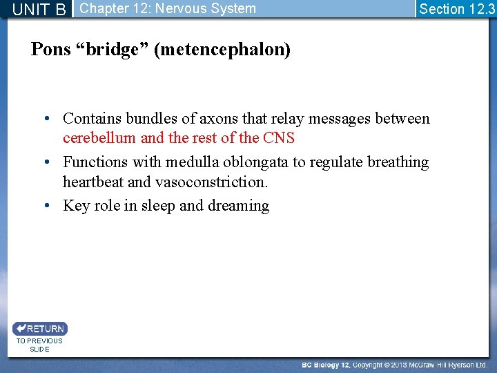 UNIT B Chapter 12: Nervous System Section 12. 3 Pons “bridge” (metencephalon) • Contains