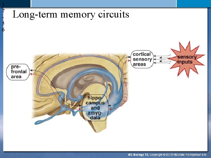 1 7 5 6 Long-term memory circuits 