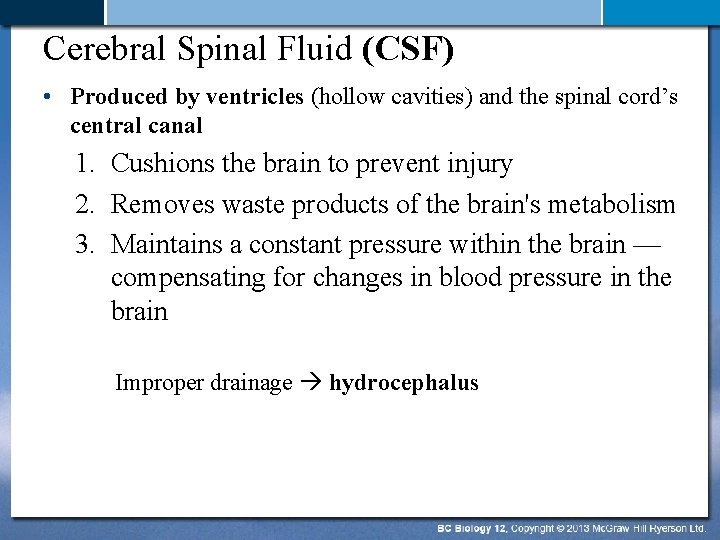 Cerebral Spinal Fluid (CSF) • Produced by ventricles (hollow cavities) and the spinal cord’s