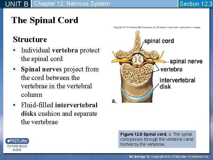 UNIT B Chapter 12: Nervous System Section 12. 3 The Spinal Cord Structure •