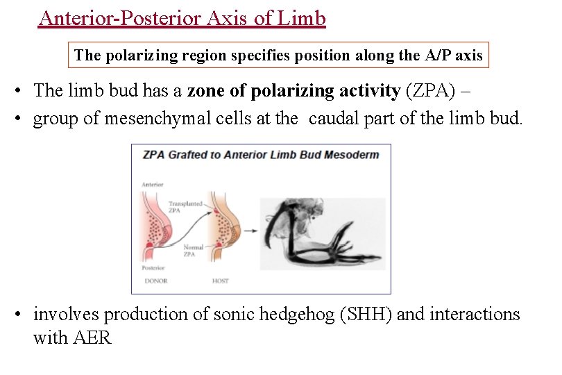 Anterior-Posterior Axis of Limb The polarizing region specifies position along the A/P axis •