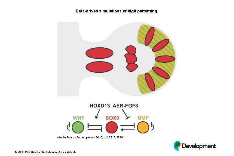 Data-driven simulations of digit patterning. Aimée Zuniga Development 2015; 142: 3810 -3820 © 2015.