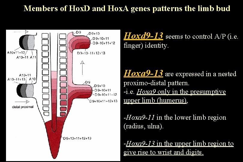 Members of Hox. D and Hox. A genes patterns the limb bud Hoxd 9