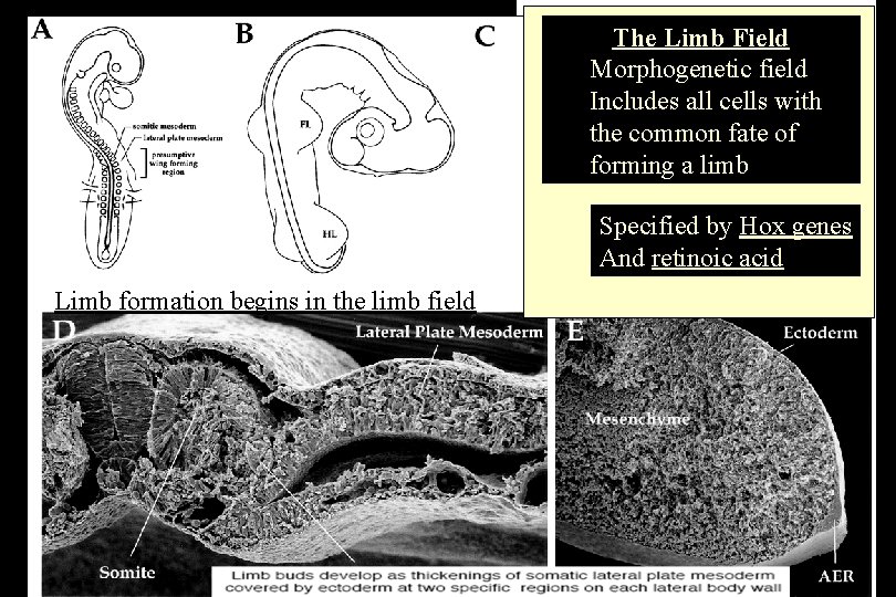  • The Limb Field Morphogenetic field Limb Bud Includes all cells with –