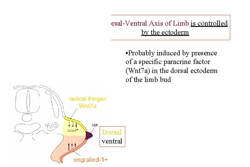 Dorsal-Ventral Axis of Limb is controlled by the ectoderm • Probably induced by presence