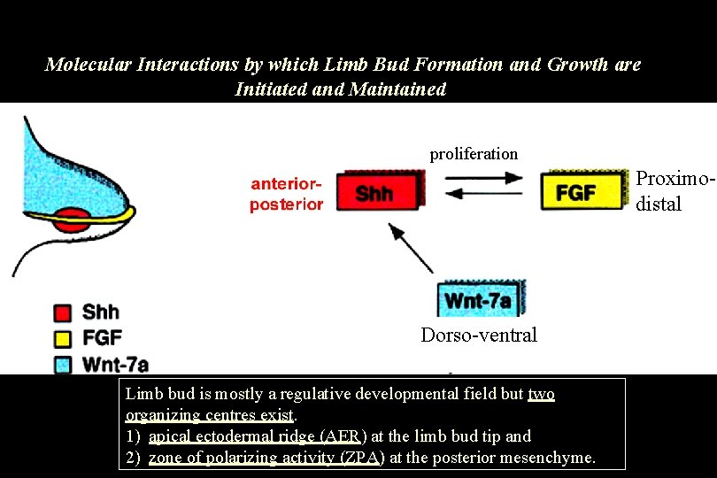 Molecular Interactions by which Limb Bud Formation and Growth are Initiated and Maintained proliferation