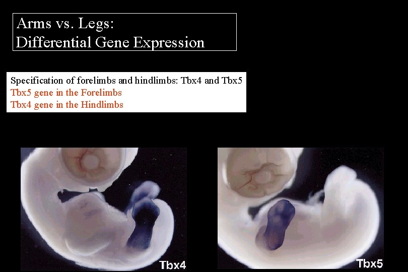 Arms vs. Legs: Differential Gene Expression Specification of forelimbs and hindlimbs: Tbx 4 and