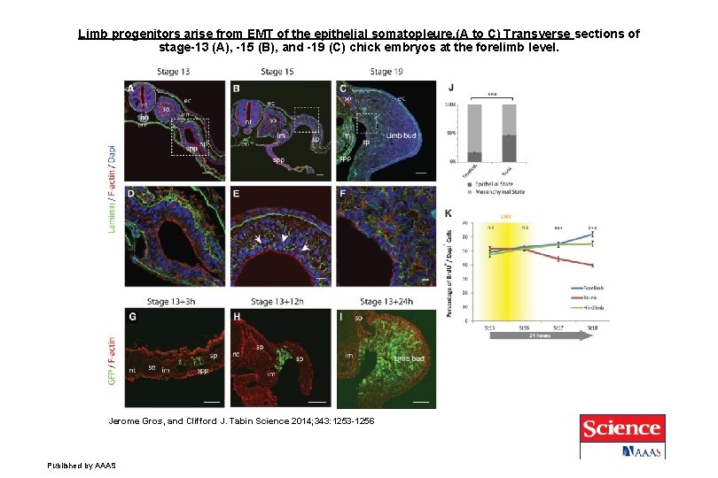 Limb progenitors arise from EMT of the epithelial somatopleure. (A to C) Transverse sections