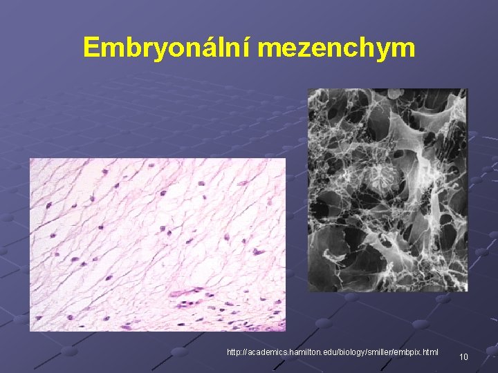 Embryonální mezenchym http: //academics. hamilton. edu/biology/smiller/embpix. html 10 