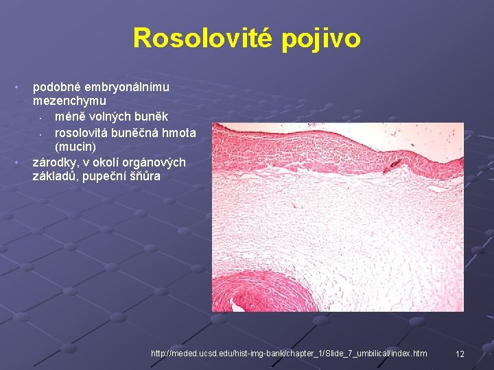 Rosolovité pojivo • • podobné embryonálnímu mezenchymu • méně volných buněk • rosolovitá buněčná