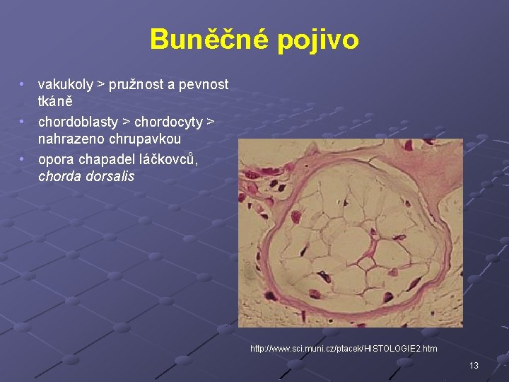 Buněčné pojivo • vakukoly > pružnost a pevnost tkáně • chordoblasty > chordocyty >