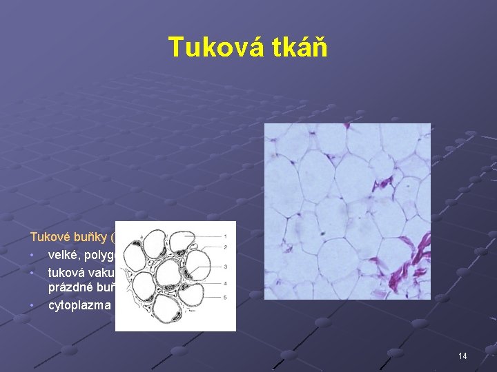 Tuková tkáň Tukové buňky (adipocyty) • velké, polygonální až okrouhlé • tuková vakuola (bílé,