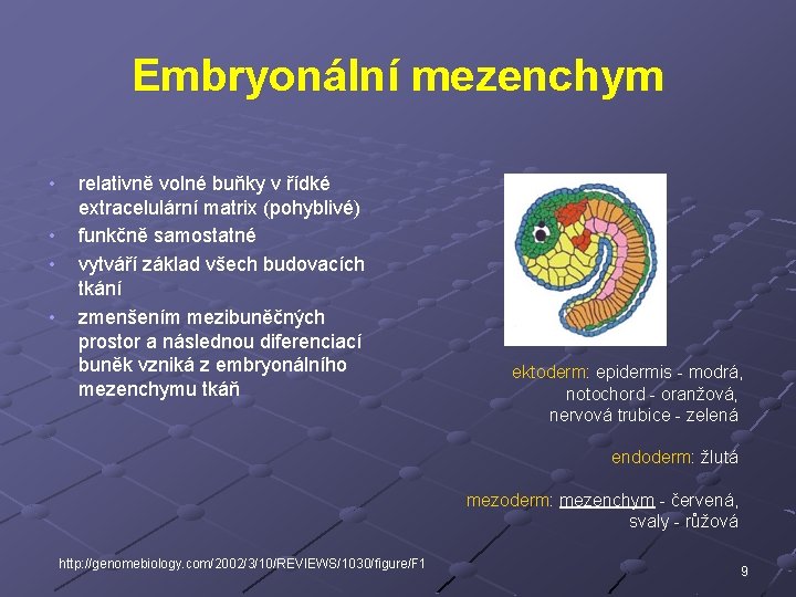 Embryonální mezenchym • • relativně volné buňky v řídké extracelulární matrix (pohyblivé) funkčně samostatné