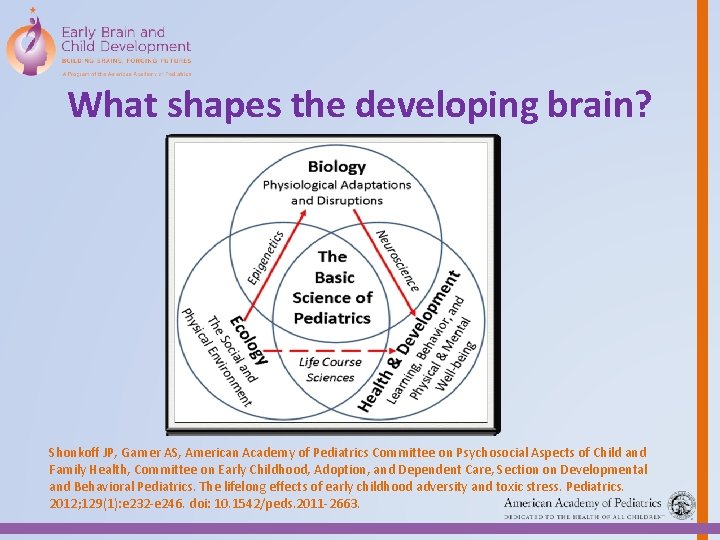 What shapes the developing brain? Shonkoﬀ JP, Garner AS, American Academy of Pediatrics Committee