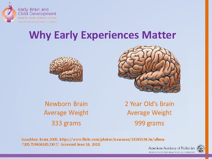 Why Early Experiences Matter Isaac. Mao. Brain. 2005. https: //www. flickr. com/photos/isaacmao/19245594/in/album 72057594061652307/. Accessed