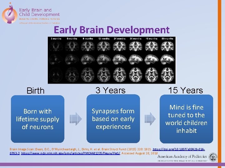 Early Brain Development Birth Born with lifetime supply of neurons 3 Years Synapses form