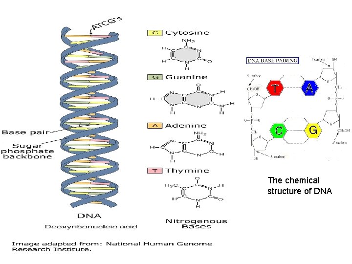 The chemical structure of DNA 