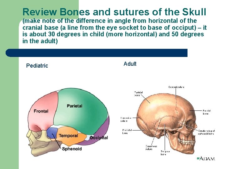 Review Bones and sutures of the Skull (make note of the difference in angle