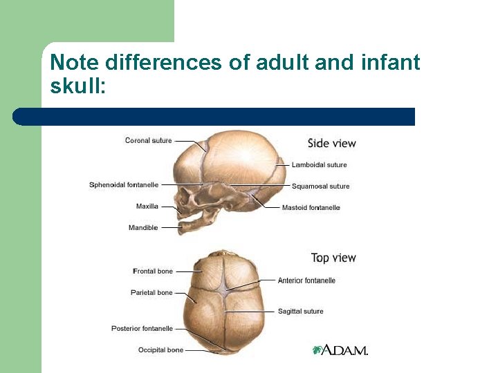 Note differences of adult and infant skull: 